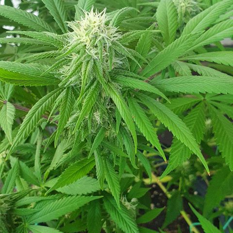 Runtz clone growlog timeline photo