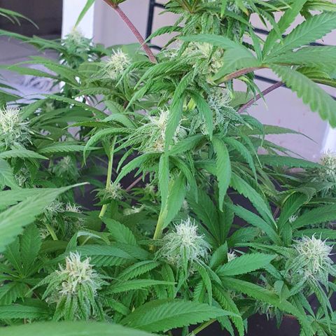 Runtz clone growlog timeline photo