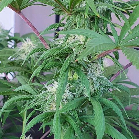 Runtz clone growlog timeline photo