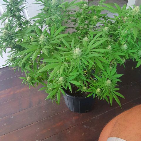 Runtz clone growlog timeline photo