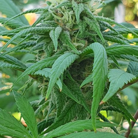 Runtz clone growlog timeline photo