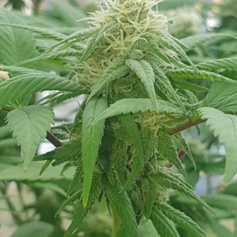 Runtz clone growlog timeline photo