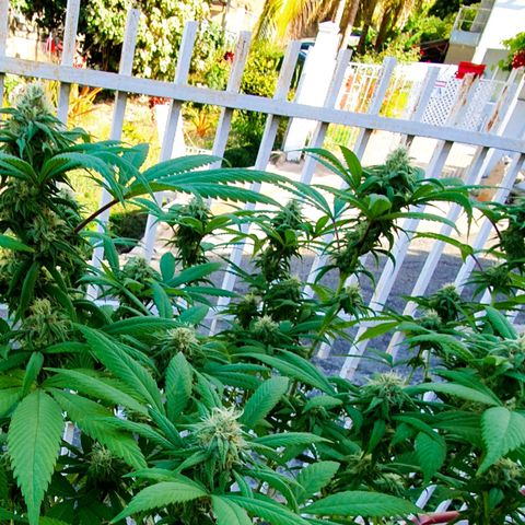 Runtz clone growlog timeline photo