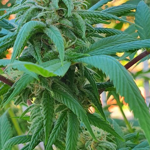 Runtz clone growlog timeline photo
