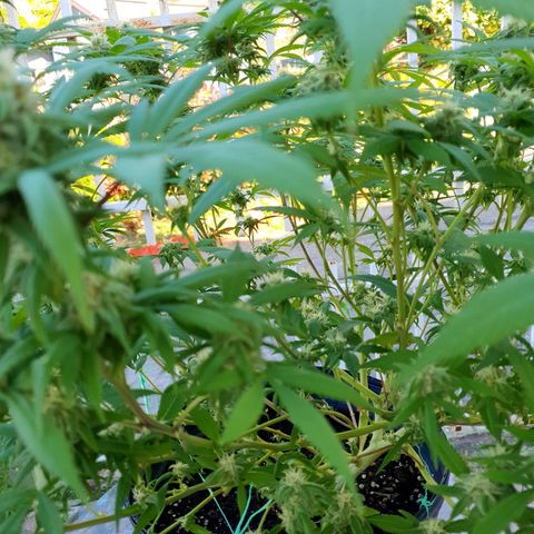 Runtz clone growlog timeline photo