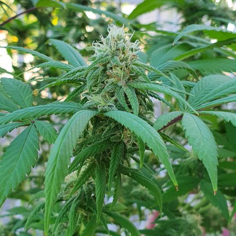 Runtz clone growlog timeline photo