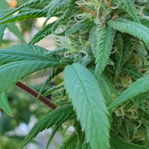 Runtz clone growlog timeline photo