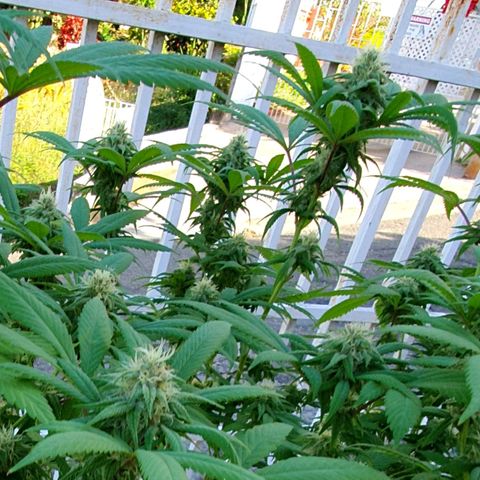 Runtz clone growlog timeline photo