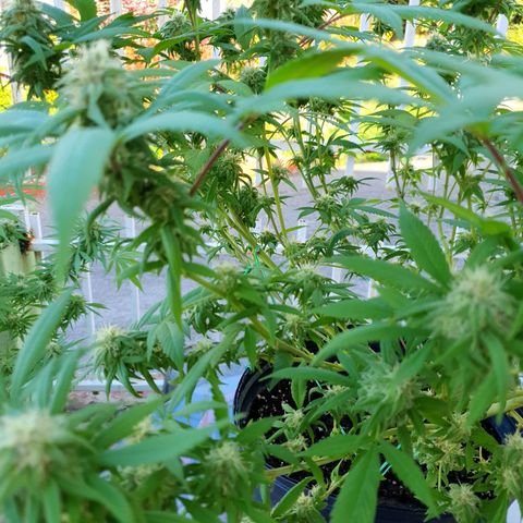 Runtz clone growlog timeline photo