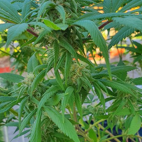 Runtz clone growlog timeline photo