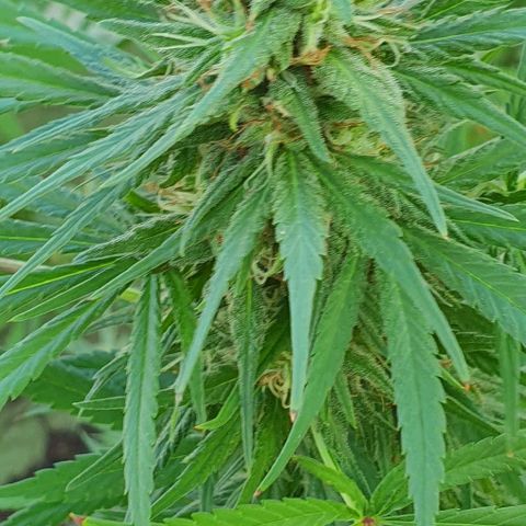 Stardawg growlog timeline photo
