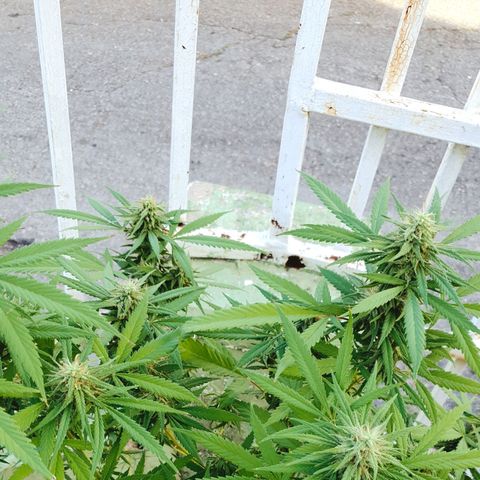 Stardawg growlog timeline photo