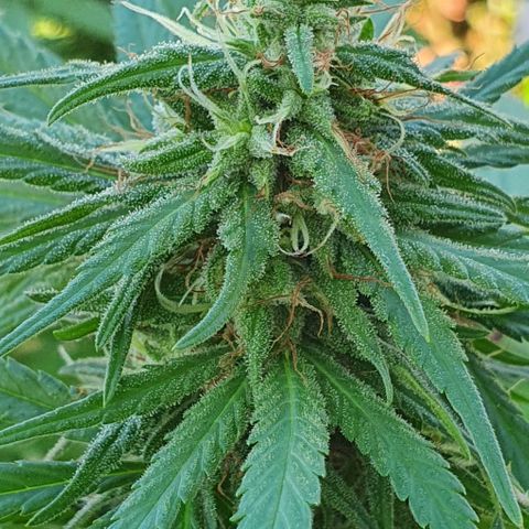 Stardawg growlog timeline photo