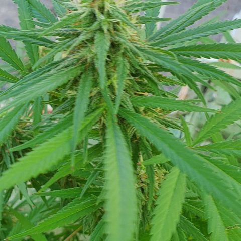 Stardawg growlog timeline photo