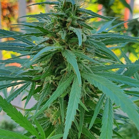 Stardawg growlog timeline photo