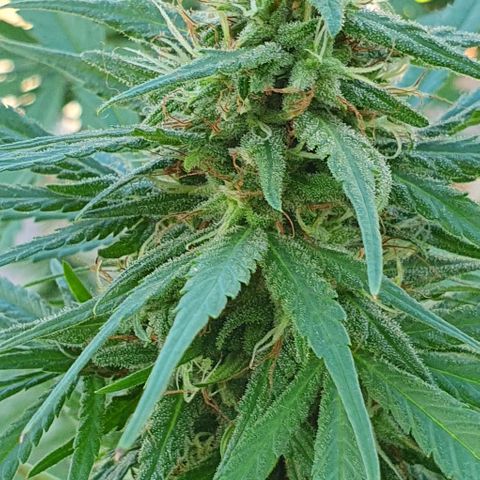 Stardawg growlog timeline photo