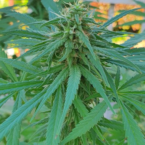 Stardawg growlog timeline photo