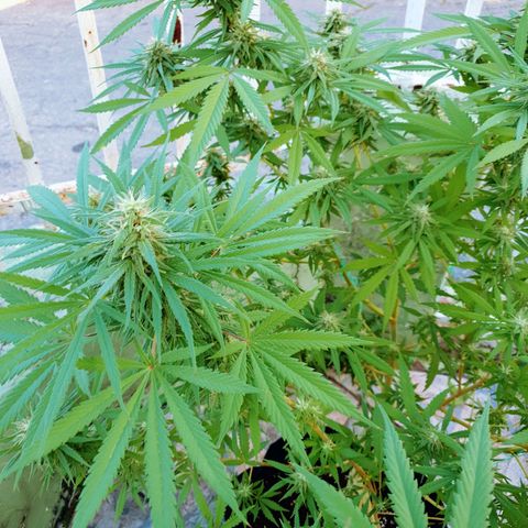 Stardawg growlog timeline photo