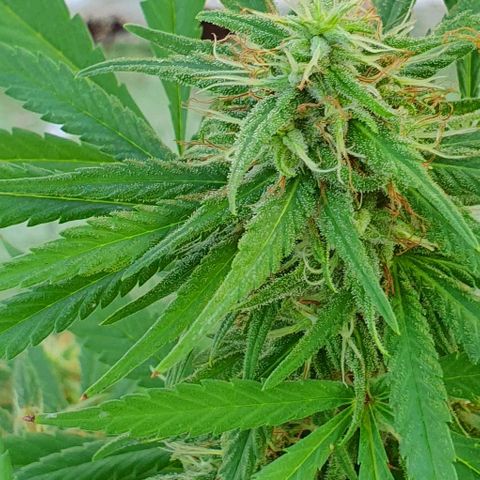 Stardawg growlog timeline photo