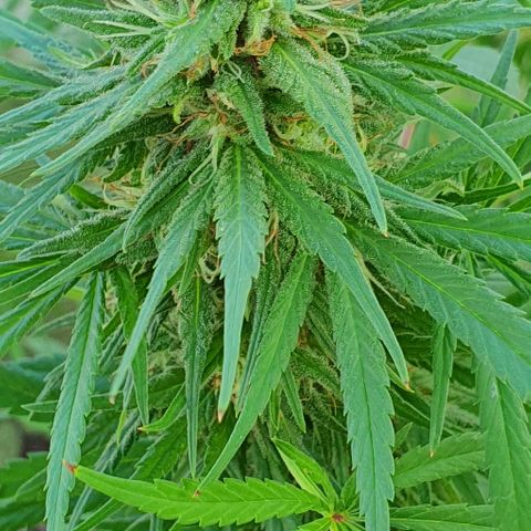 Stardawg growlog timeline photo