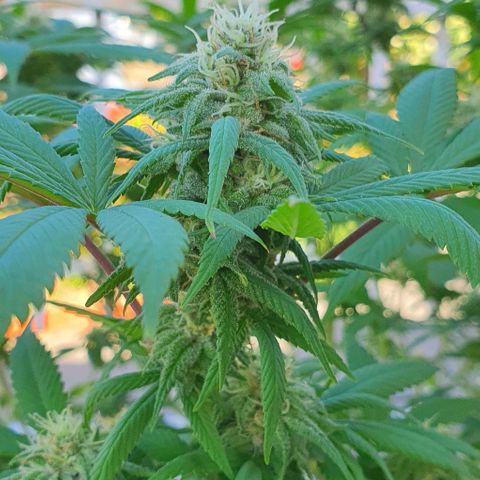 Runtz clone growlog timeline photo