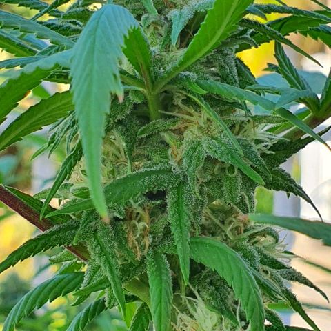 Runtz clone growlog timeline photo