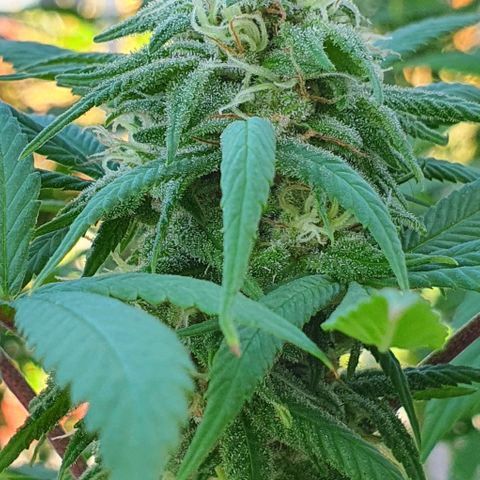 Runtz clone growlog timeline photo