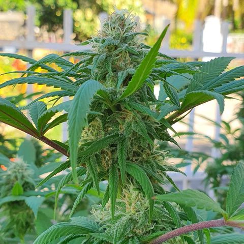Runtz clone growlog timeline photo
