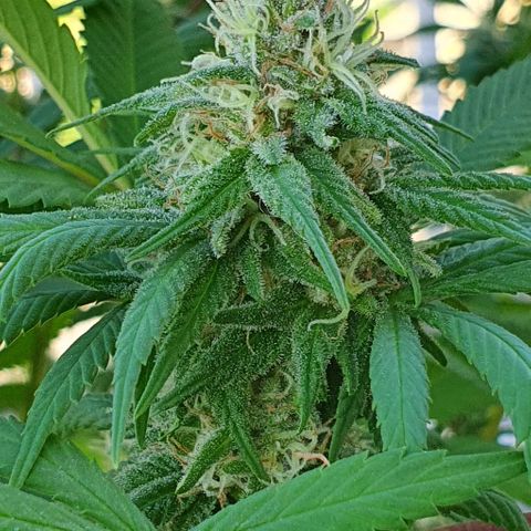 Runtz clone growlog timeline photo