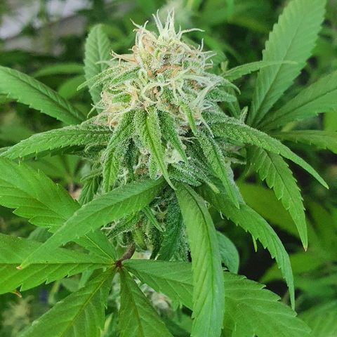 Runtz clone growlog timeline photo