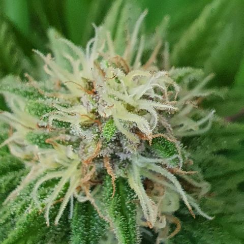 Runtz clone growlog timeline photo