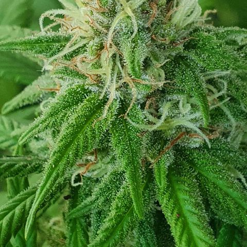 Runtz clone growlog timeline photo