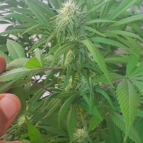 Runtz clone growlog timeline photo
