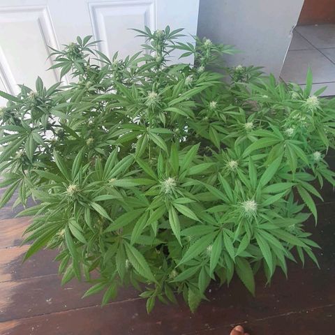 Runtz clone growlog timeline photo
