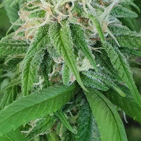 Runtz clone growlog timeline photo