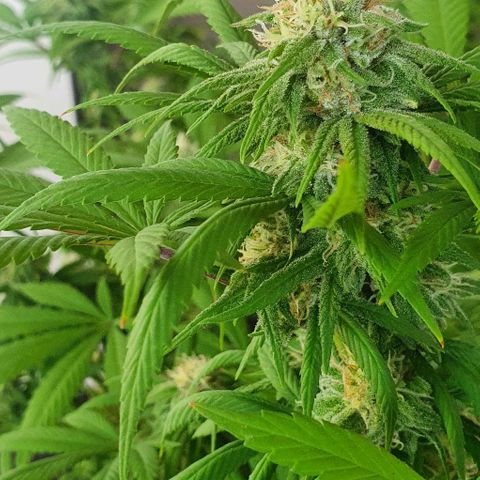 Runtz clone growlog timeline photo