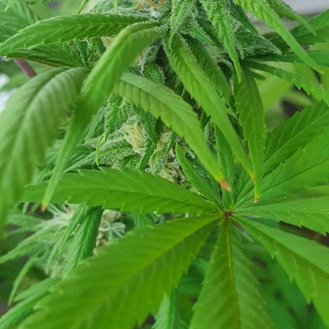 Runtz clone growlog timeline photo