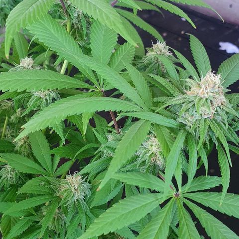 Runtz clone growlog timeline photo