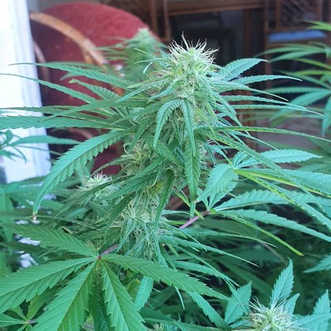Stardawg growlog timeline photo