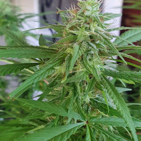 Stardawg growlog timeline photo