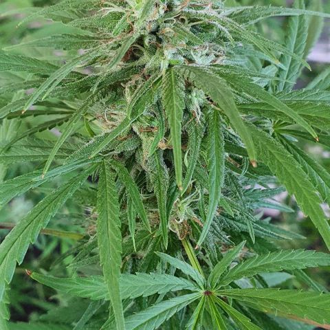 Stardawg growlog timeline photo