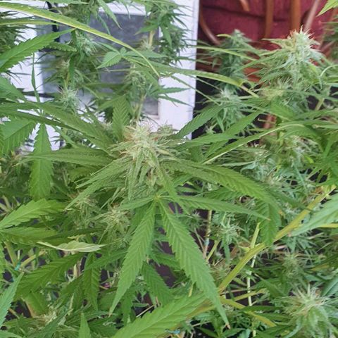Stardawg growlog timeline photo