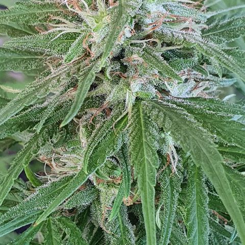 Stardawg growlog timeline photo