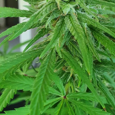 Stardawg growlog timeline photo