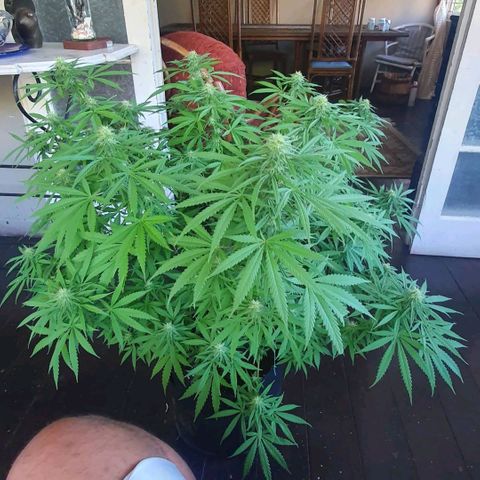 Stardawg growlog timeline photo