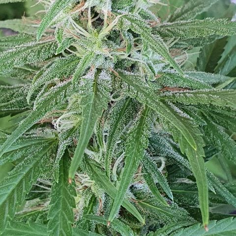 Stardawg growlog timeline photo