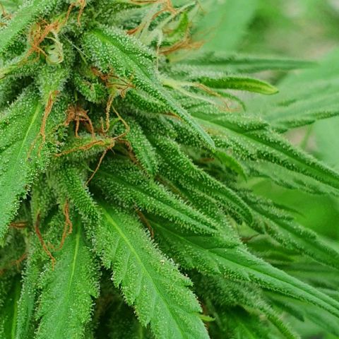 Stardawg growlog timeline photo