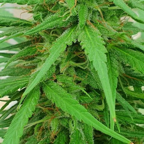 Stardawg growlog timeline photo
