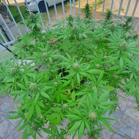 Runtz clone growlog timeline photo