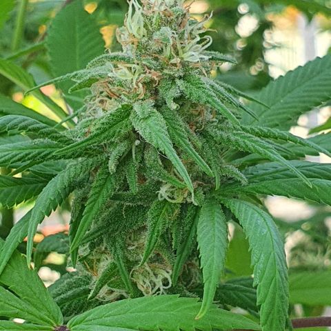 Runtz clone growlog timeline photo